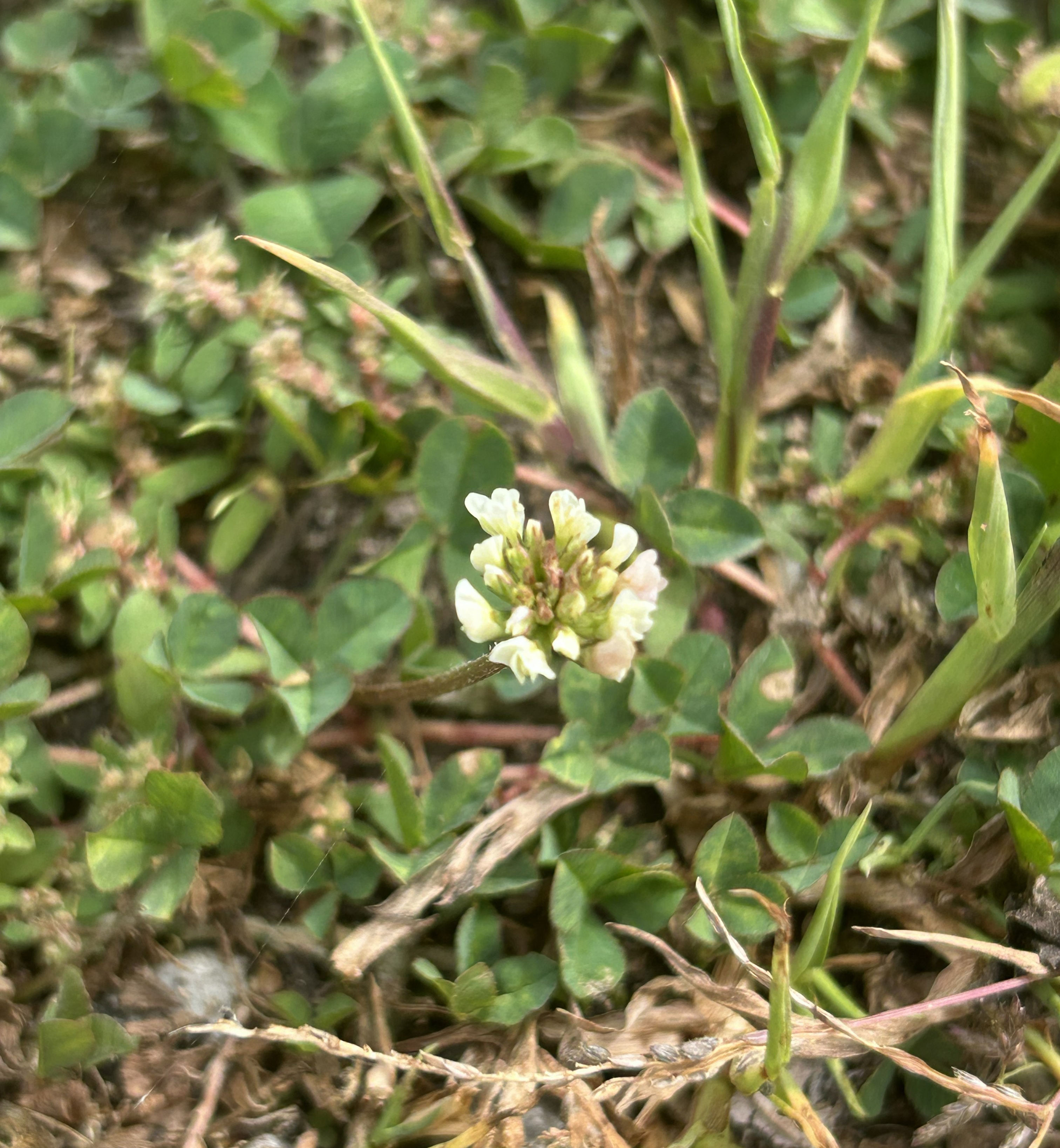 A White clover flower.